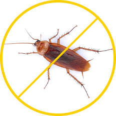 pest control cockroach infestation in acworth, ga
